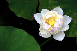 Tết của tôi: Tết này không có ba