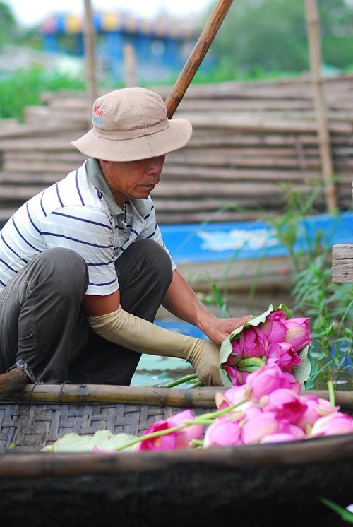 Sáng sớm thức dậy mua sen Hà Thành ảnh 5