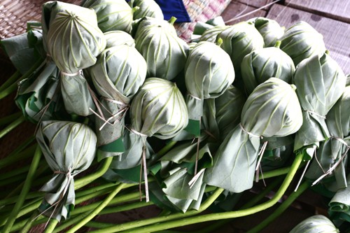 Sáng sớm thức dậy mua sen Hà Thành ảnh 13