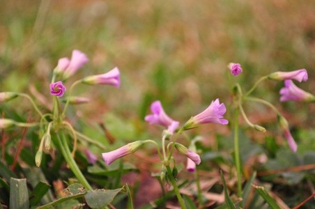 Ngắm muôn hoa Đà Lạt chào năm mới ảnh 5