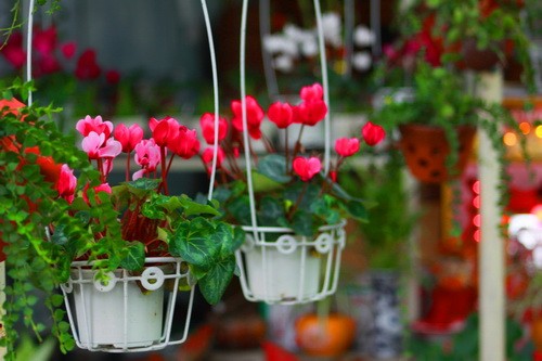 Rực rỡ những phố hoa tại Sài Gòn ảnh 1