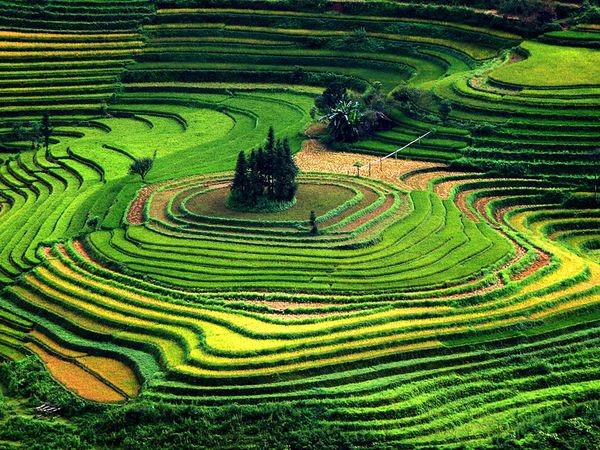 Những cánh đồng rực rỡ sắc màu ảnh 17