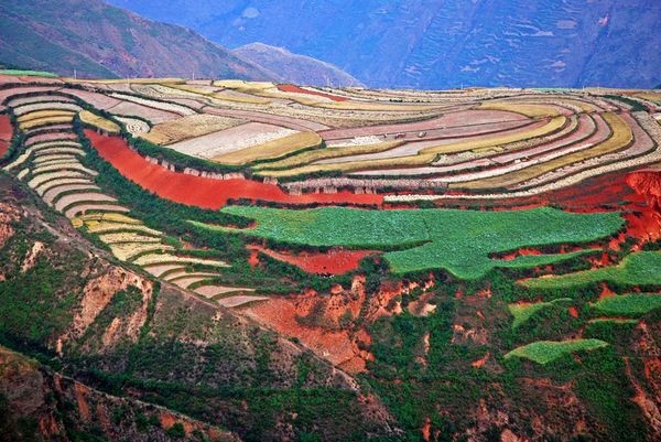 Những cánh đồng rực rỡ sắc màu ảnh 20