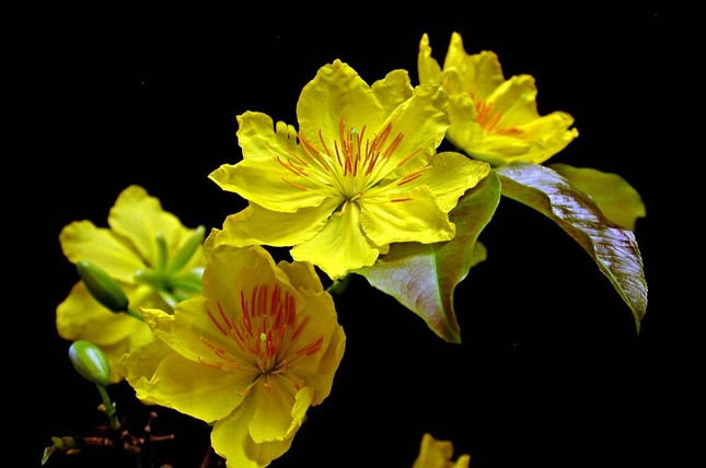 Chọn mai thế chơi Tết ảnh 3