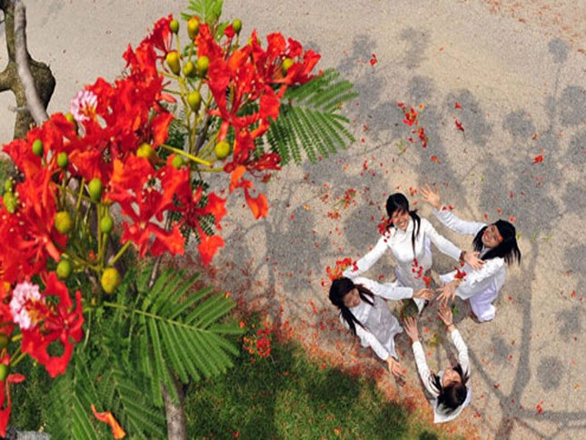 hoa phuong.jpg