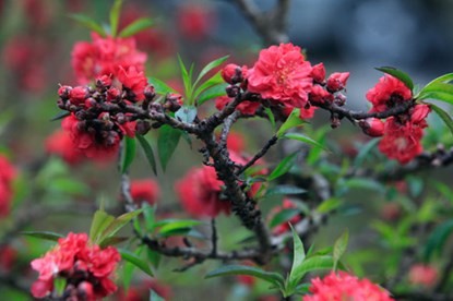 Ngắm đào Thất Thốn tiến vua tuyệt đẹp ảnh 4