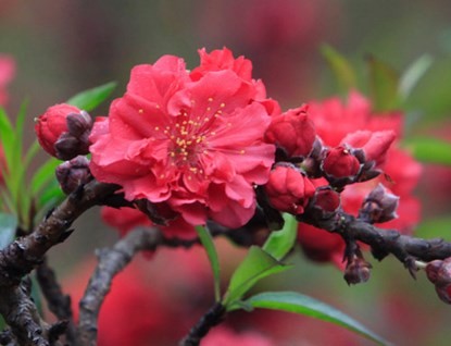 Ngắm đào Thất Thốn tiến vua tuyệt đẹp ảnh 5