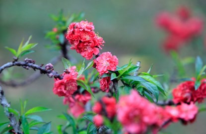 Ngắm đào Thất Thốn tiến vua tuyệt đẹp ảnh 6