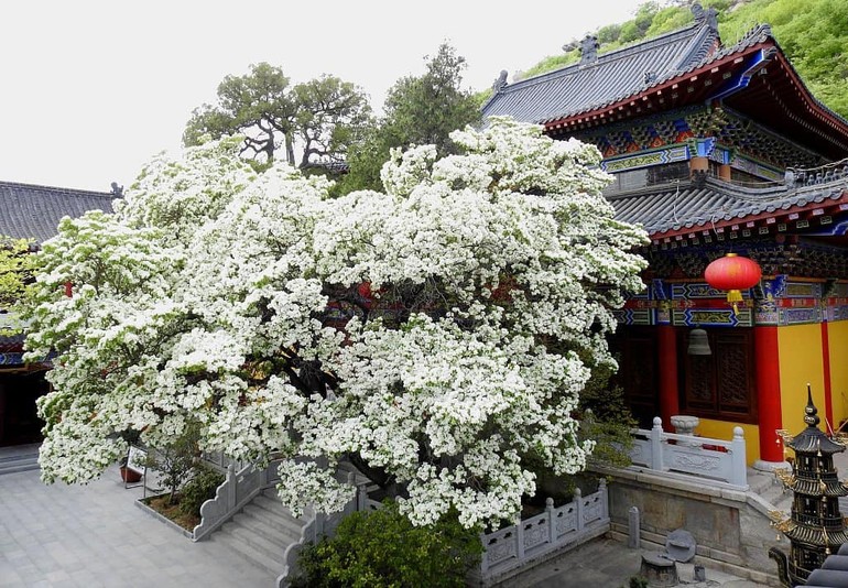 Cây lưu tô thụ hơn 830 tuổi tại chùa Longdong