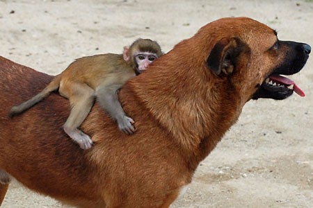 Bé khỉ Macaque đang cỡi trên lưng chú cho Tan đi dạo trong chùa.
