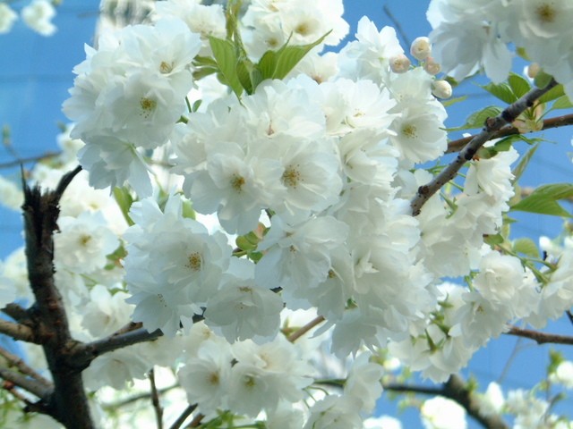 Sắc trắng mùa Xuân