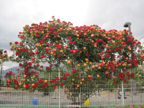 Hàng rào hoa hồng đẹp như mơ | Giác Ngộ Online