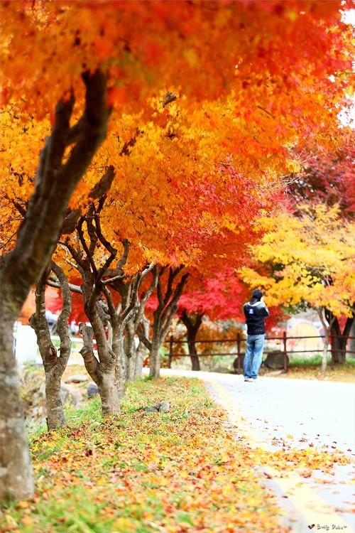 Đắm mình trong cảnh đẹp mùa thu xứ Hàn | Giác Ngộ Online
